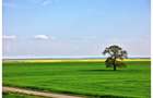 Teren intravilan PUZ zona Frumusani - aproape de Bucuresti si A0. Natura.Liniste - 4