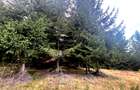 Vanzare 5,3 ha păsune deasupra Voronețului Suceava - Proiect Turistic - 21