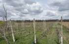 Ferma de nuci - teren agricol, zona Ivesti