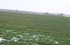 Teren agricol 100 ha| Comasat 100%| Categoria A1 - 1