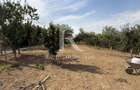 Teren Intravilan de Vânzare | Uileacu de Munte | Paleu - 4