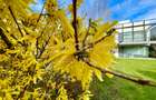SUPERB/ ESQUISITE DESIGN/ GARDEN/ PARKINGS/ IANCU NICOLAE - 2