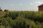 Teren, Zapodia,Traian Bacau - 4