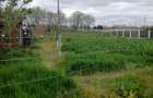 SUPER OFERTA --Teren intravilan - Palazu Mare-ELVILA -160.000 euro (COD E6) - 6