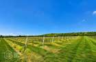 1,35 hectare vie pe rod (Cabernet si Merlot), Siria - 6