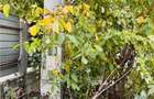 Teren intravilan 493 mp, superb, stradal la asfalt, GIULESTI str CARAMIDARIEI, S - 4