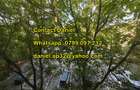  Apartament 3 camere, Militari Uverturii (spate la Teatrul Masca) - 14
