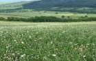 Teren arabil de 630 hectare în Galați - 3