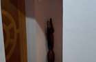 Apartament 3 camere mobilat Micro 21 - 1