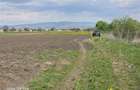 Oportunitate de investiție cu Exclusivitate! BOD, teren agricol! - 9