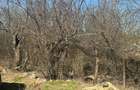 Vanzare Teren 1800mp Ganeasa Piteasca - 5