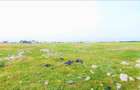 OCAZIE ! EFORIE NORD, ULTIMELE 3 LOTURI, 517 MP. 19.500 EURO IDEAL INVESTITIE ! - 12