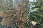 VANZARE APARTAMENT 2 CAMERE, conf 1, Nord-Cameliei - 20