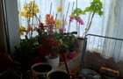 2 camere Prundu , Decomandat / Centrală , finisaje clasice / LOCUIBIL !!! - 8
