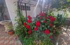 Navodari zona Sud- Vila P+1, 4 camere, Garaj, teren 326mp -260.000euro - 27