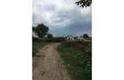 REL4000117 Teren Ciolpani - Piscu - loturi intre 968 mp si 974 mp - 7