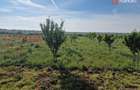 Teren extravilan de 3500 mp de vanzare in Remetea Mare - 4