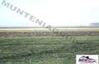 Afumati - Tarla 9, teren agricol in suprafata de 9.200 mp. - 5