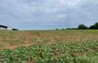 Teren Piscu intravilan,12500 mp, 15 euro mp, 30 m deschidere, toate utilitatile - 5