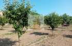 Vand/Schimb Livada Belint 16000mp - 9