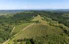 CRAMĂ PREMIUM DE VÂNZARE -60 HA- CONAC ISTORIC- PODGORIA DRĂGĂȘANI - 3