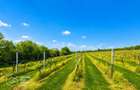 1,35 hectare vie pe rod (Cabernet si Merlot), Siria - 1