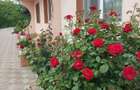 Casa noua cu etaj la Brehuiesti - 5