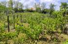 Casă și teren intravilan 1374mp Vânători - 3