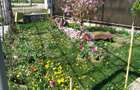 Casa 6 camere, 250 mp, zona Luncani - 5