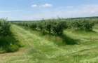 De Vânzare – Fermă de Pomi Fructiferi, 48,8 ha, Iancu Jianu, Jud. Olt - 24