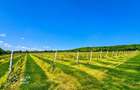1,35 hectare vie pe rod (Cabernet si Merlot), Siria - 5