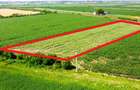 Teren extravilan - 5.000 m² in Botiz | 3 km de Satu Mare - 2