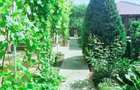 Colt de rai refugiul tău verde în inima naturii - 2