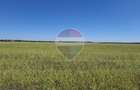 Vanzare teren extravilan 5.000mp - Pantelimon - 8