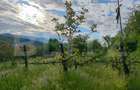 CONAC | 4ha DE TEREN | Clădire la roșu pretabilă Agropensiune în Șard - 10
