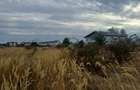 Teren de Vanzare | Domnesti | Intravilan | 650 MP - 1