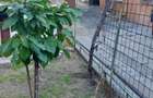 Braila, Teren  390 mp cu casa degradata - CENTRAL - 4