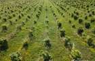 Teren nucifer cu plantatie de aluni, sat Frata, jud. Cluj - 3
