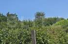 Livada de vanzare, 16.000 mp, zona Hodac