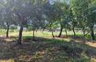 Casa 3 Camere + Teren si Anexe, Tirculesti- Danesti - 15