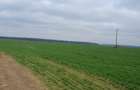 Tâncăbești -Ilfov suprafață 4500 mp - 1