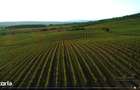 Vie Vanzare Podgoria Dealu-Mare, Boldesti-Scaeni, Prahova - 16.50 ha compacte - 6