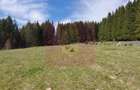 Teren intravilan 2500 mp in Valea Doftanei - 5
