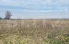 Teren extravilan agricol 5792 mp Popoveni - 4