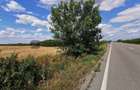 De vânzare teren extravilan, 11,600 mp, Salonta - 5
