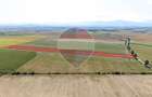 Teren 20,000mp Halchiu / Satul Nou - 3