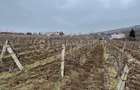 Teren intravilan 2.617mp, Chicerea, comuna Tomești - 4