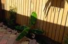 Particular ,casa curte,caramida,apa gaze canal ,acte complete, zona civilizata  - 8