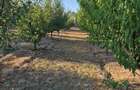 Casă de vânzare în comuna Făcăeni, județul Ialomița – teren 2600 mp, casă nouă, 