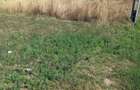 Teren Tamasi str Ateneului 80eur/mp - 2